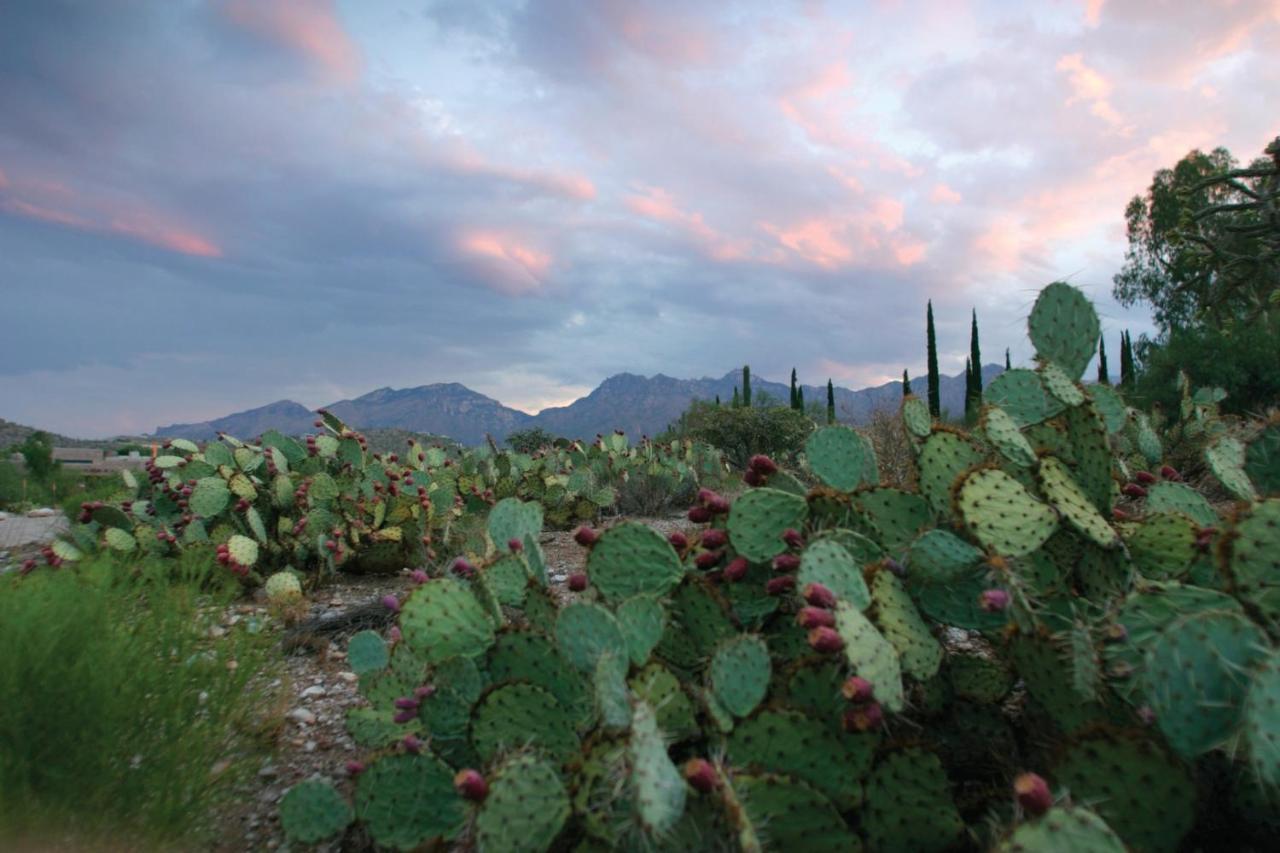 Canyon Ranch Tucson Mount Lemmont Exteriér fotografie